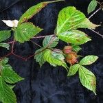 Rubus pentagonus Hábito