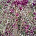 Callicarpa bodinieri 整株植物