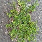 Lepidium didymum 形態