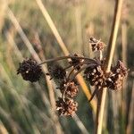 Scirpoides holoschoenus Fruit