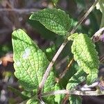 Salvia cuspidata 葉