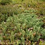 Lycopodium × oellgaardii Habit