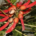 Erythrina globocalyx Plod