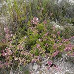 Mirabilis laevis Plante entière