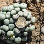 Conophytum minutum 葉