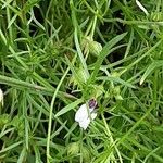 Gilia tricolor Blad