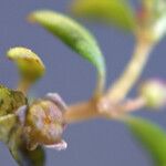 Elatine triandra Λουλούδι