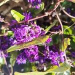 Hardenbergia violacea花