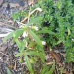 Oldenlandia corymbosa Fleur