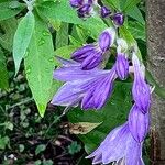Hosta ventricosa Blüte