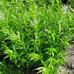 Amsonia tabernaemontana Хабит