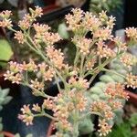 Crassula perfoliata Flor