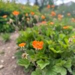 Geum coccineum Fiore