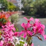 Pelargonium peltatumFlower