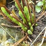 Diphasiastrum alpinum Deilen