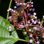 Miconia gracilis ফুল