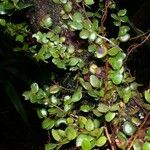 Sphyrospermum buxifolium Diğer
