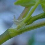 Rumex scutatus Bark