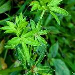 Eryngium foetidum Leaf