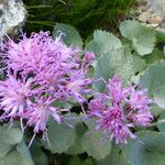 Adenostyles leucophylla Flower