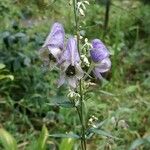 Aconitum variegatumFlower