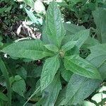 Neurolaena lobata Leaf