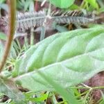 Oenothera rosea ഇല