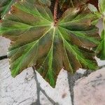 Begonia heracleifolia 叶