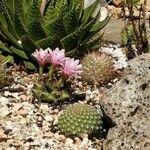 Gymnocalycium anisitsii Hábito