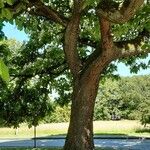 Catalpa bignonioides Habit