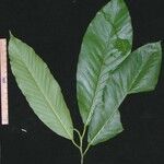 Dipterocarpus hasseltii