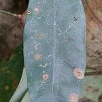 Hylodendron gabunense Hoja