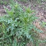 Cirsium arvenseBlad