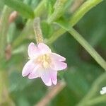 Epilobium roseum Flors
