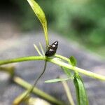 Callitriche brutia Mosusu