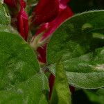 Hedysarum coronarium Leaf