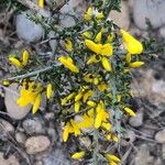 Genista scorpius Квітка