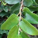 Ficus pumila Лист
