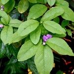 Brunfelsia pauciflora Leaf