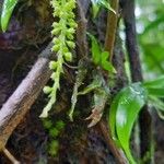 Oberonia disticha Meyve