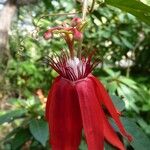 Passiflora vitifolia ফুল