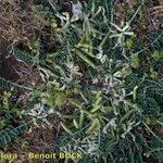 Astragalus depressus Costuma