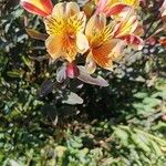 Alstroemeria aureaЛист