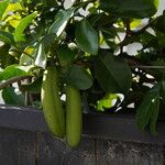 Stephanotis ernstmeyeri Frukto