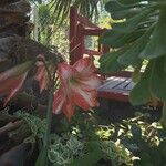 Hippeastrum reticulatum Flower