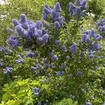 Ceanothus arboreus Цветок