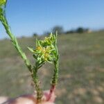 Euphorbia exigua Lubje