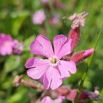 Silene pendula Lorea