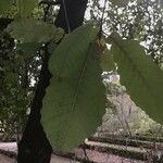 Quercus canariensis Leaf