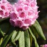 Rhododendron pudorosum Flor